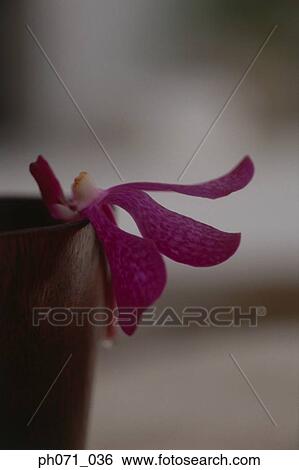Wooden cup and a Orchid flower hanging on the edge, close up View Large Photo Image Stock Photograph - Wooden cup and a Orchid flower hanging on the edge, close up. Fotosearch
