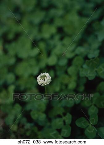 Clover, full frame, Close-Up View Large Photo Image Stock Photo - Clover, full frame, Close-Up. Fotosearch