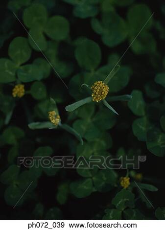 Clover, full frame, Close-Up View Large Photo Image Stock Photo - Clover, full frame, Close-Up. Fotosearch