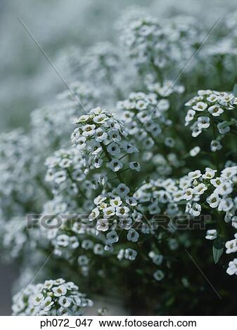 Clusters of white wild flowers, close up View Large Photo Image Stock Photo - Clusters of white wild flowers, close up. Fotosearch