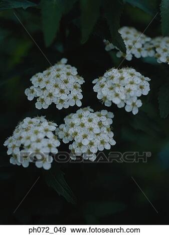 Clusters of white wild flowers, close up View Large Photo Image Stock Photo - Clusters of white wild flowers, close up. Fotosearch