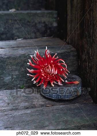 Stock Photo - Dahlia, close up. Fotosearch