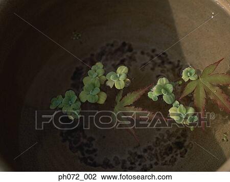 Floating leaves and plants View Large Photo Image Stock Image - Floating leaves and plants. Fotosearch