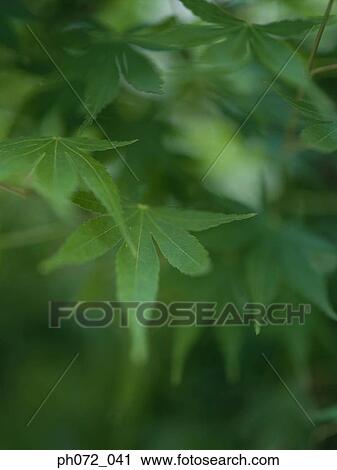 Green leaves, full frame View Large Photo Image Stock Image - Green leaves, full frame. Fotosearch