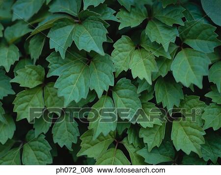 Green leaves, full frame View Large Photo Image Stock Photo - Green leaves, full frame. Fotosearch