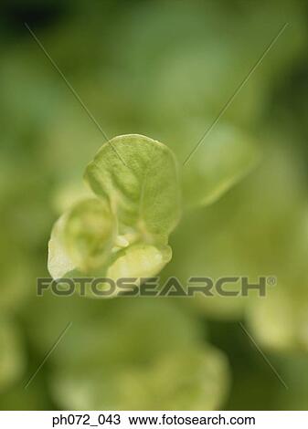 Leaf, full frame, selective focus View Large Photo Image Stock Image - Leaf, full frame, selective focus. Fotosearch