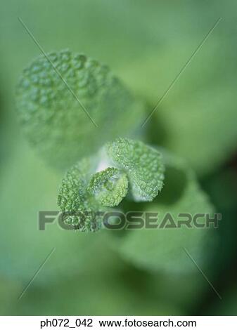 Leaves, full frame, selective focus View Large Photo Image Stock Image - Leaves, full frame, selective focus. Fotosearch