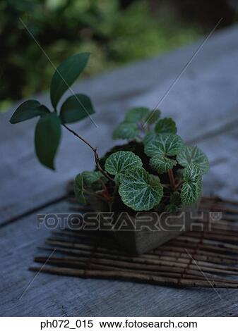 Miniature potted plants View Large Photo Image Stock Photography - Miniature potted plants. Fotosearch
