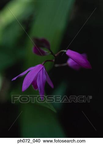 Stock Image - Orchid buds blossom, close up. Fotosearch