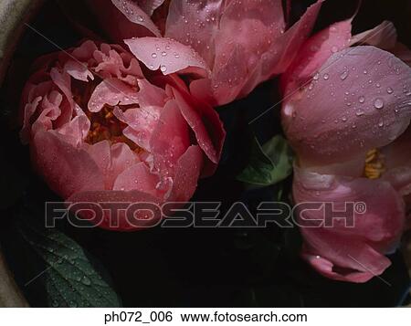 Pink flowers, close up View Large Photo Image Stock Photograph - Pink flowers, close up. Fotosearch