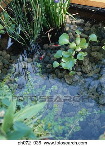 Pond with fish and water plants, elevated view View Large Photo Image Stock Photograph - Pond with fish and water plants, elevated view. Fotosearch