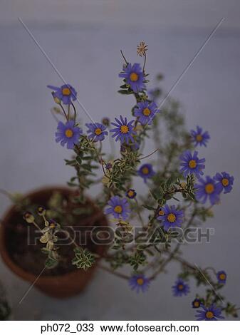 Pot of Forget-me-nots, elevated view View Large Photo Image Stock Image - Pot of Forget-me-nots, elevated view. Fotosearch