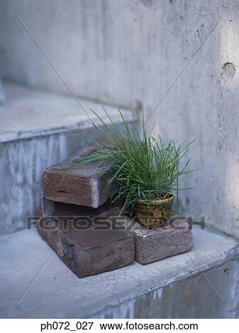 Potted plant and bricks on steps, close up View Large Photo Image Stock Photo - Potted plant and bricks on steps, close up. Fotosearch