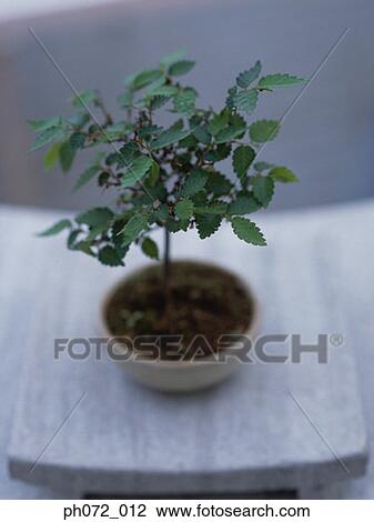 Potted plant, elevated view View Large Photo Image Stock Image - Potted plant, elevated view. Fotosearch