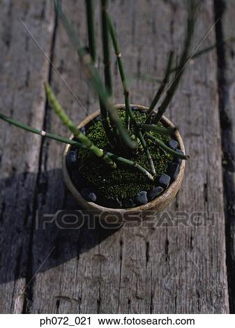 Potted plant, elevated view View Large Photo Image Stock Image - Potted plant, elevated view. Fotosearch