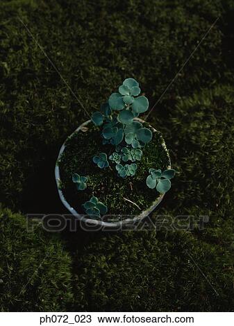 Potted plant, elevated view View Large Photo Image Stock Image - Potted plant, elevated view. Fotosearch