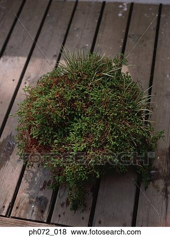 Potted plant, elevated view View Large Photo Image Stock Photo - Potted plant, elevated view. Fotosearch