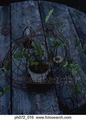 Potted plant, elevated view View Large Photo Image Stock Photograph - Potted plant, elevated view. Fotosearch