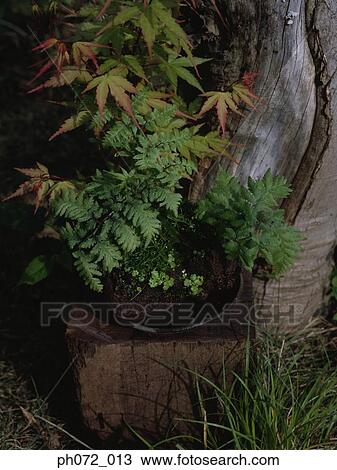 Potted plant in the garden View Large Photo Image Stock Image - Potted plant in the garden. Fotosearch