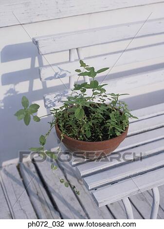 Potted plant on white bench, elevated view View Large Photo Image Stock Image - Potted plant on white bench, elevated view. Fotosearch