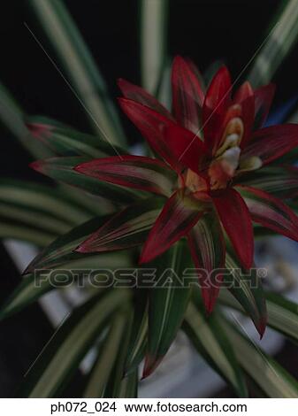 Potted plant with green and red leaves, elevated view View Large Photo Image Picture - Potted plant with green and red leaves, elevated view. Fotosearch
