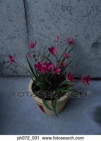 Potted plant with pink flowers, elevated view View Large Photo Image Stock Image - Potted plant with pink flowers, elevated view. Fotosearch