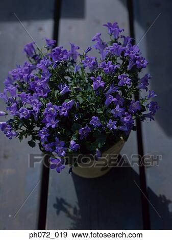 Stock Photo - Potted plant with purple flowers, elevated view. Fotosearch