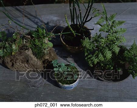Potted plants, elevated view View Large Photo Image Stock Image - Potted plants, elevated view. Fotosearch