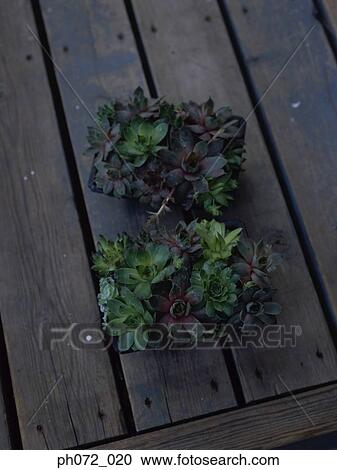 Potted plants, elevated view View Large Photo Image Stock Image - Potted plants, elevated view. Fotosearch