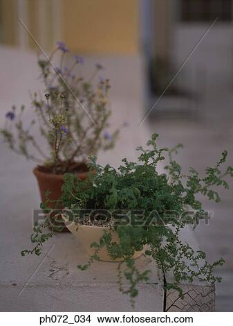 Picture - Potted plants in backyard, close up. Fotosearch