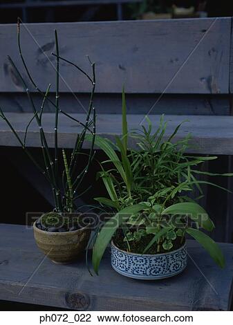 Potted plants on steps, close up View Large Photo Image Stock Image - Potted plants on steps, close up. Fotosearch