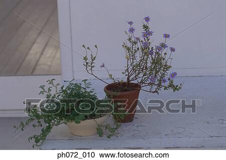 Potted plants on walkway View Large Photo Image Stock Image - Potted plants on walkway. Fotosearch