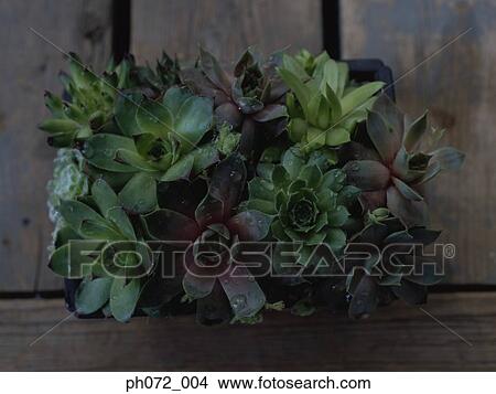 Potted plants, top view View Large Photo Image Picture - Potted plants, top view. Fotosearch