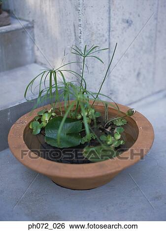 Potted water plants View Large Photo Image Stock Photograph - Potted water plants. Fotosearch
