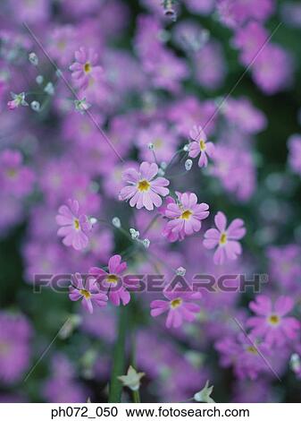 Purple Geranium, full frame View Large Photo Image Stock Image - Purple Geranium, full frame. Fotosearch