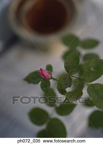 Rose bud, selective focus View Large Photo Image Stock Photography - Rose bud, selective focus. Fotosearch
