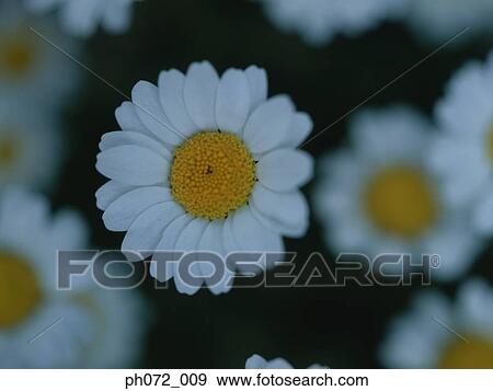 White daisies, close up, focus View Large Photo Image Stock Photo - White daisies, close up, focus. Fotosearch