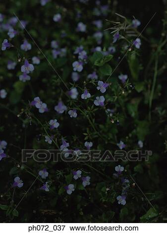 Stock Photo - Wild flowers, full frame, selective focus. Fotosearch