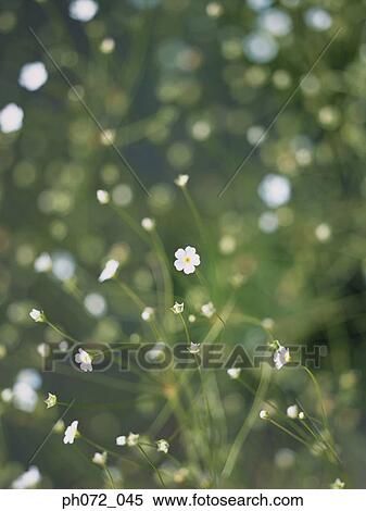 Wild flowers, full frame, selective focus View Large Photo Image Stock Photography - Wild flowers, full frame, selective focus. Fotosearch