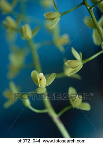 Yellow flower buds and flowers, selective focus View Large Photo Image Picture - Yellow flower buds and flowers, selective focus. Fotosearch