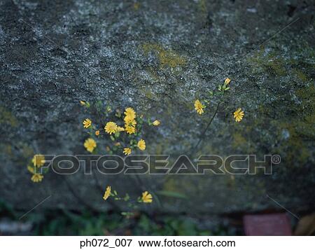 Yellow garden flowers View Large Photo Image Stock Photo - Yellow garden flowers. Fotosearch