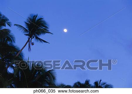 Stock Photography - Brightly lited moon, silhouette of coconut trees. Fotosearch