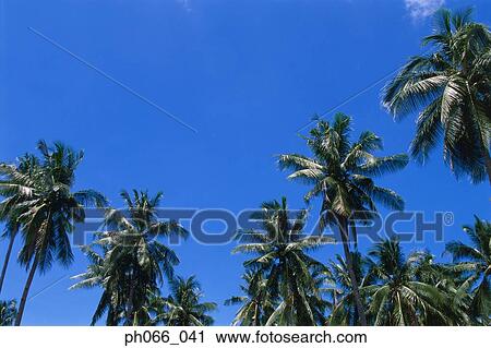 Coconut trees and clear blue sky View Large Photo Image Stock Image - Coconut trees and clear blue sky. Fotosearch