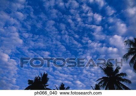 Coconut trees and clouds View Large Photo Image Stock Image - Coconut trees and clouds. Fotosearch