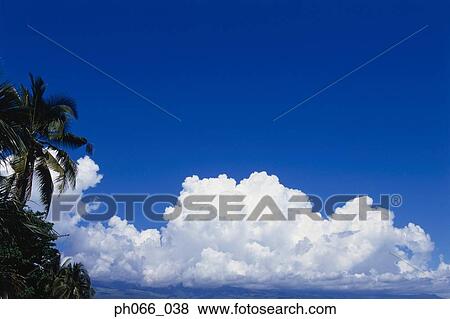 Coconut trees and clouds View Large Photo Image Stock Photo - Coconut trees and clouds. Fotosearch