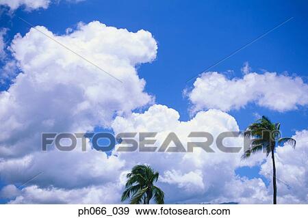 Coconut trees and clouds View Large Photo Image Stock Photo - Coconut trees and clouds. Fotosearch