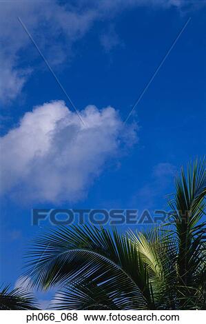 Stock Photo - Coconut trees and clouds. Fotosearch