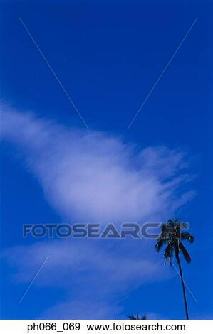 Coconut trees and clouds View Large Photo Image Stock Photo - Coconut trees and clouds. Fotosearch