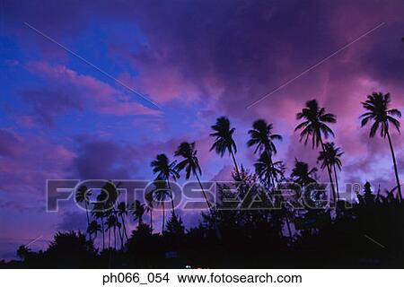 Picture - Coconut trees on beach silhouetted by setting sun . Fotosearch