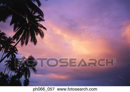 Stock Photo - Coconut trees on beach silhouetted by setting sun . Fotosearch